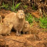 Capybara Pet: What You Need to Know Before Bringing One Home