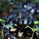 Kleptotoxicity and Its Impact on Biodiversity: A Closer Look